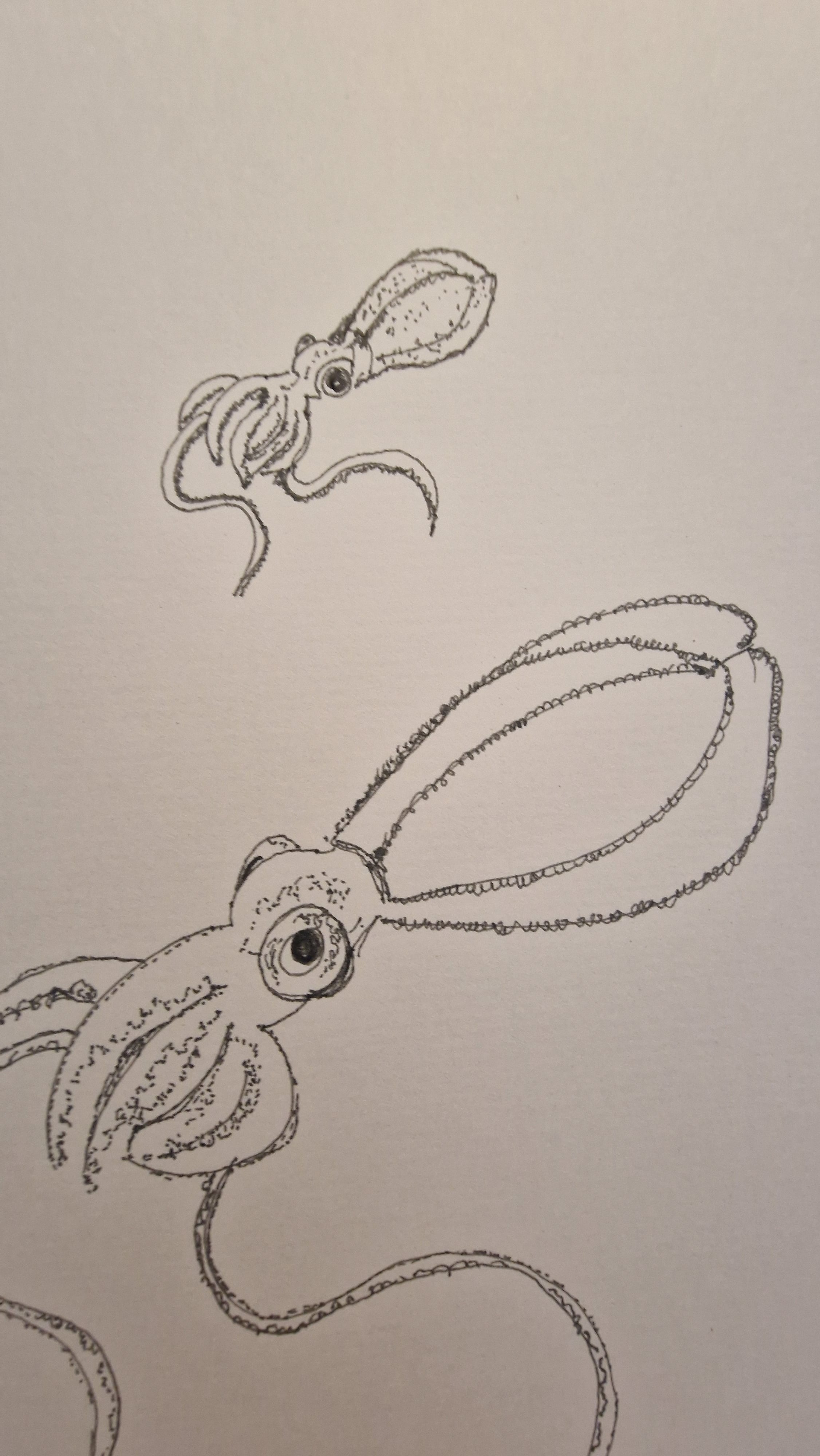 octopusses